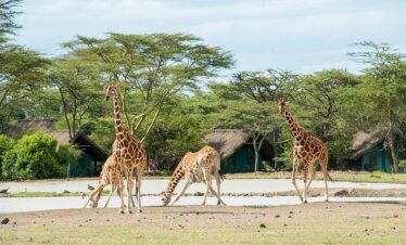 Ol pejeta conservancy entrance fees