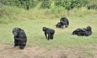 Ol Pejeta Safari from Nairobi