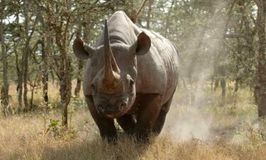 Nairobi 2 Days Safari to Ol Pejeta Conservancy