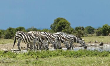 Ol Pejeta Wildlife Conservancy