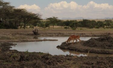 Kenya Safari tours from Nairobi