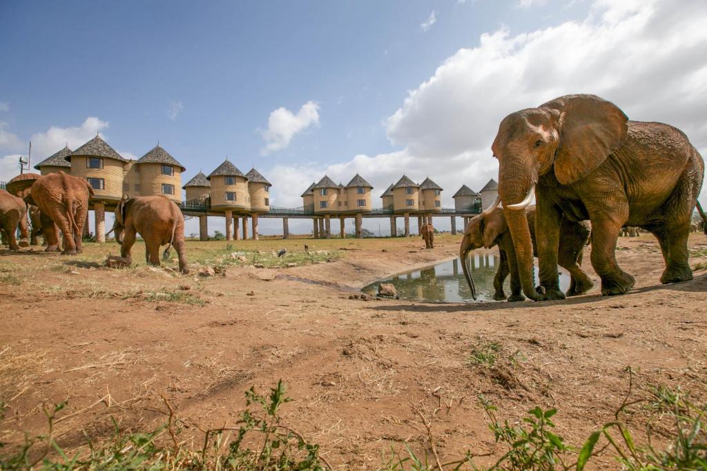 5 Days Saltlick, Tsavo & Amboseli Safari