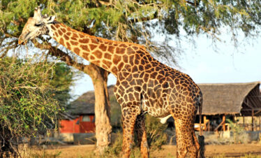 Diani Beach private safari to Tsavo East National Park