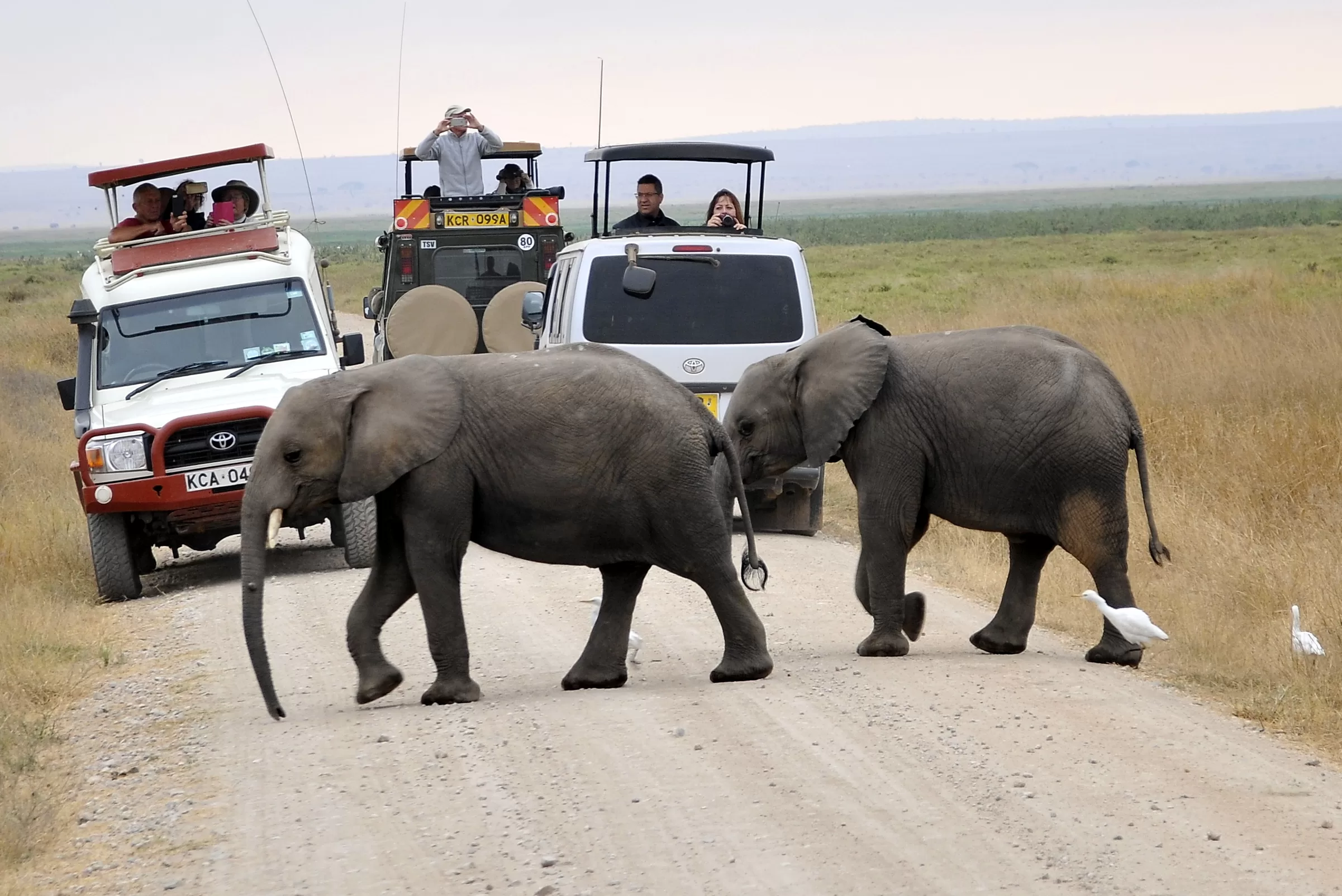 Diani Beach safaris