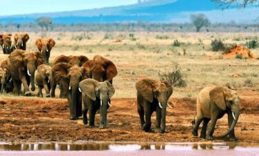 5 Days Tsavo East Safari from Diani Beach Mombasa