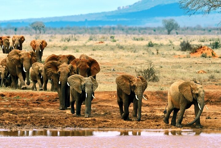 5 Days Tsavo East Safari from Diani Beach Mombasa