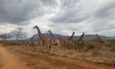5 days tsavo east amboseli tsavo west saltlick safari