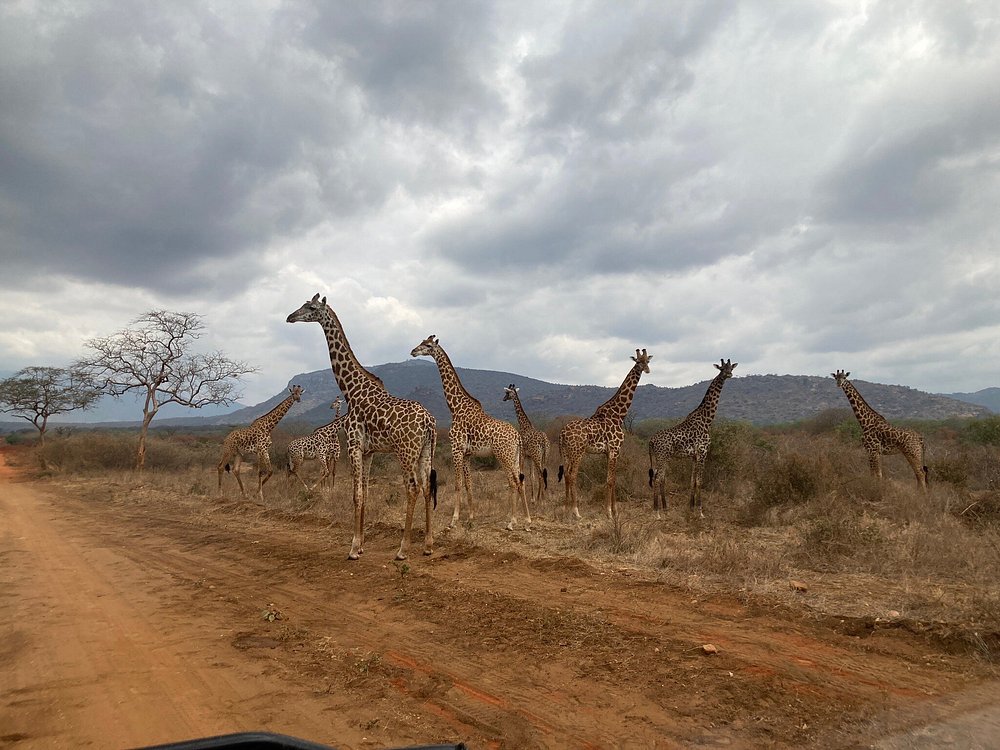 5 days tsavo east amboseli tsavo west saltlick safari