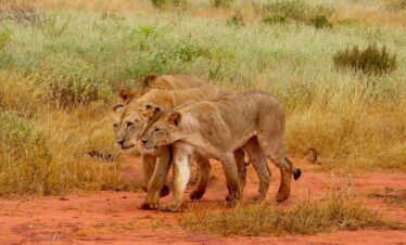 5 days tsavo east amboseli tsavo west saltlick safari