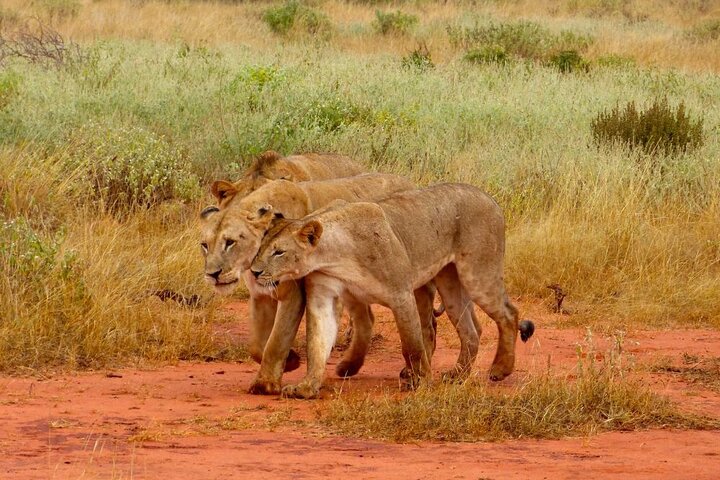 5 days tsavo east amboseli tsavo west saltlick safari