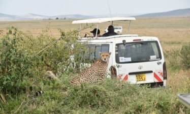 5 days tsavo east amboseli tsavo west saltlick safari