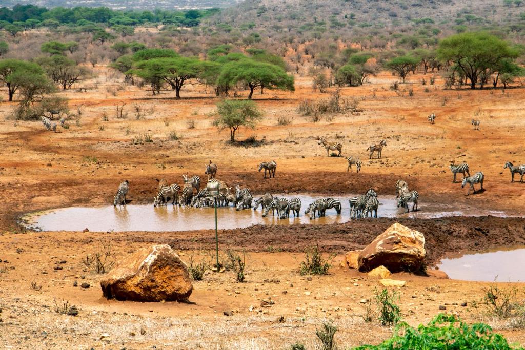 Diani Family safari to Tsavo