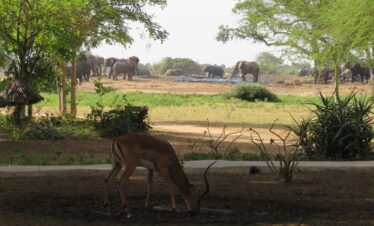 TSavo East Satao Safari camp