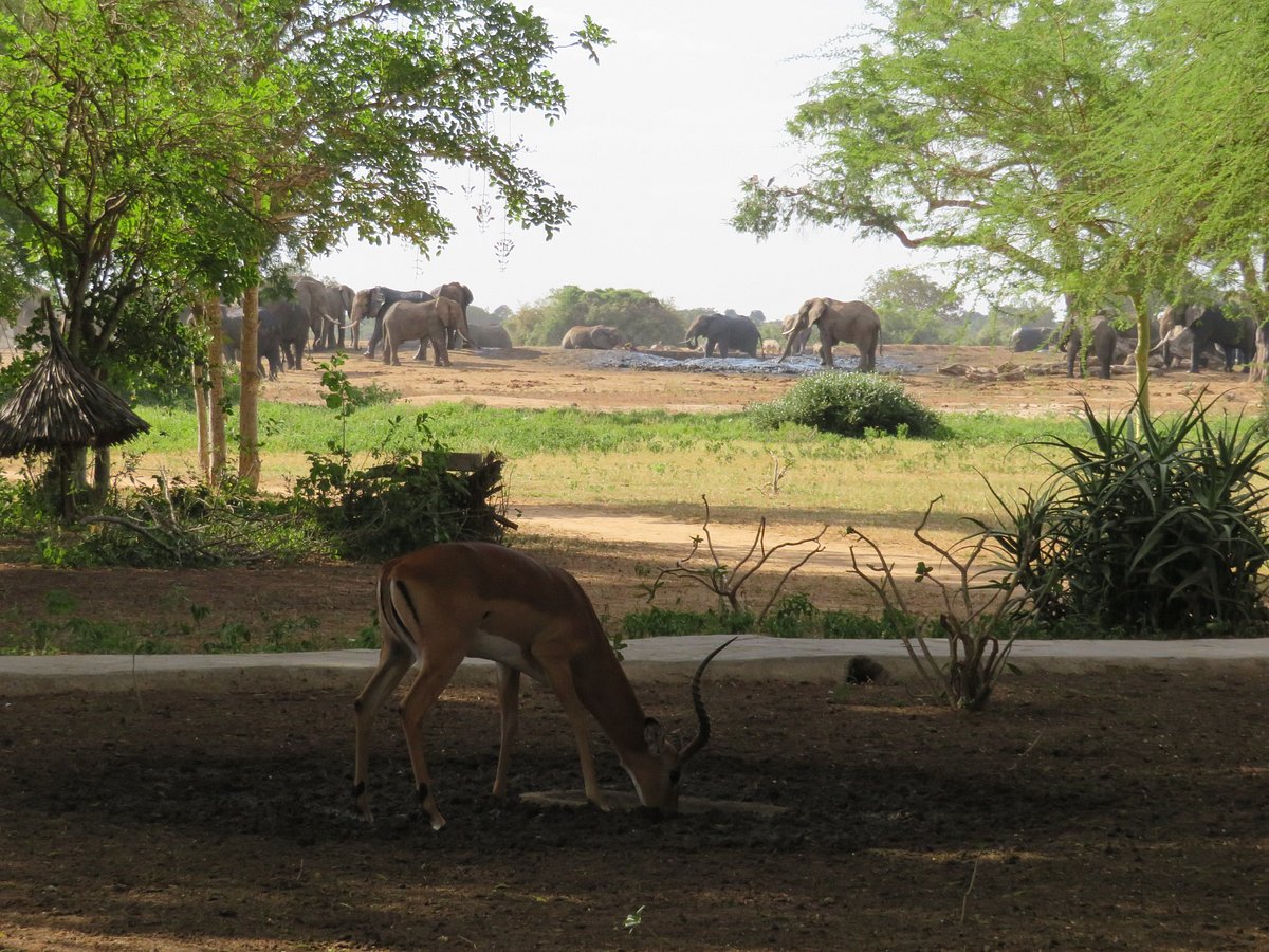 TSavo East Satao Safari camp