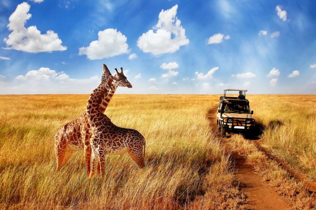 Diani Tours and Safaris