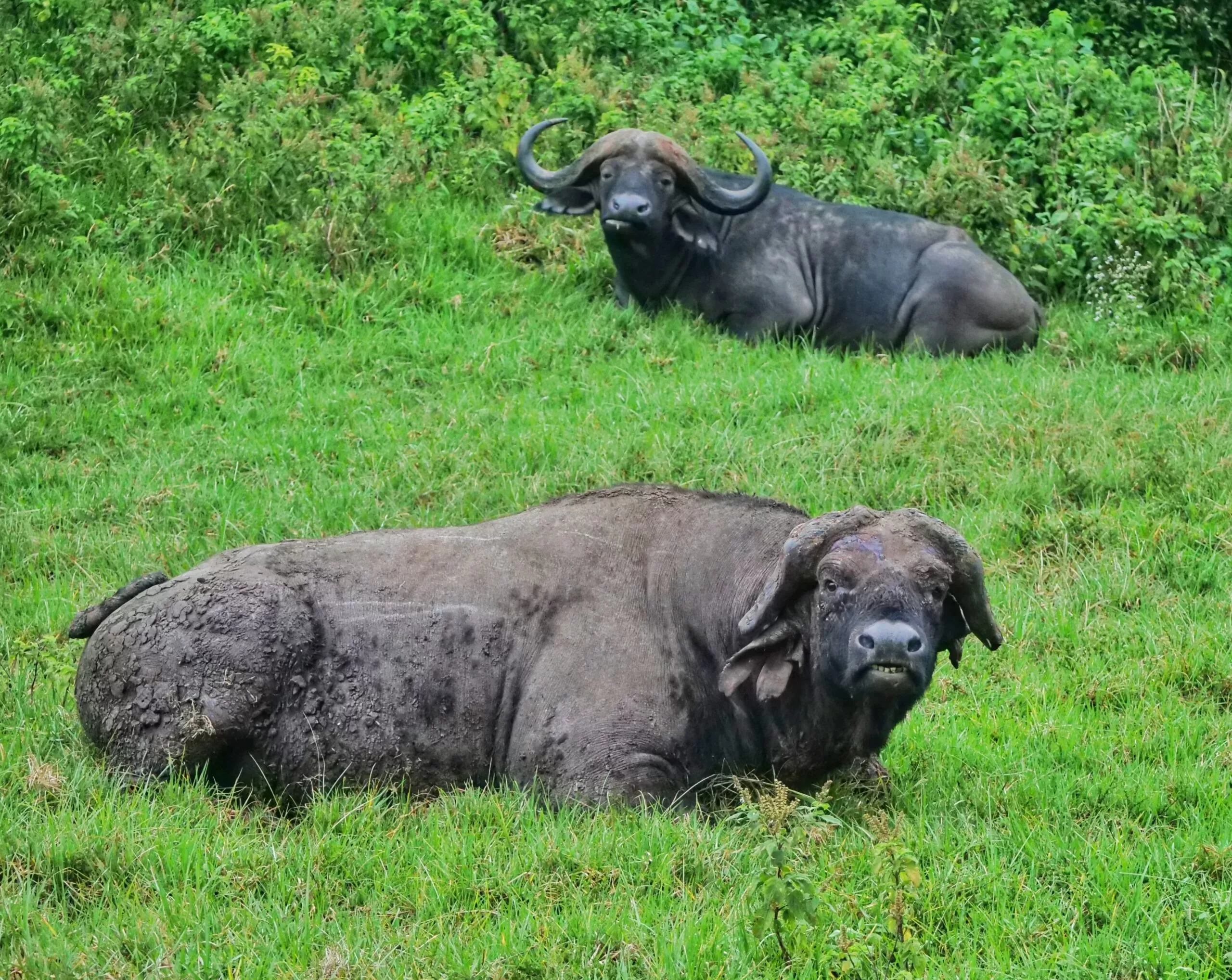 Safari from Nairobi