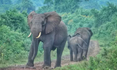 2-Day Aberdare Safari