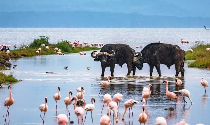 Family Safari in East Africa