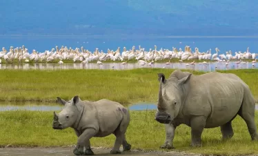 Big Five Safari Kenya and Tanzania