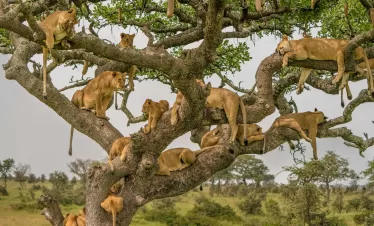 Ngorongoro and Serengeti Safari