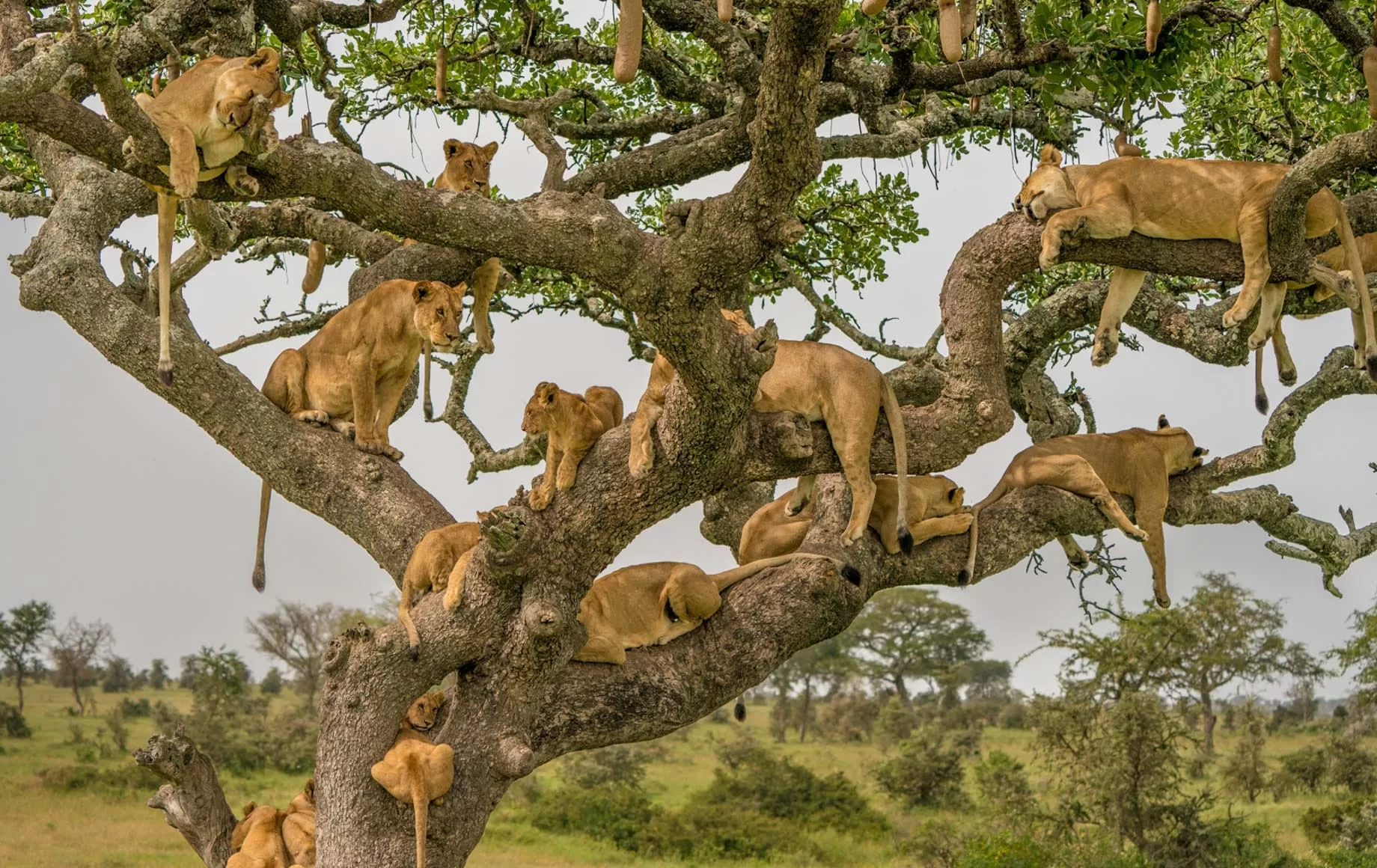 Ngorongoro and Serengeti Safari