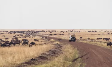 Kenya Tanzania Wildlife Safari