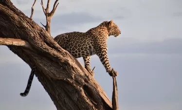 Kenya Tanzania Wildlife Safari