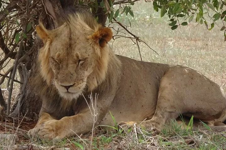 private safari from Diani Beach to Tsavo East