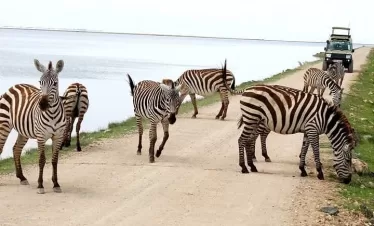 Private safari from Mombasa