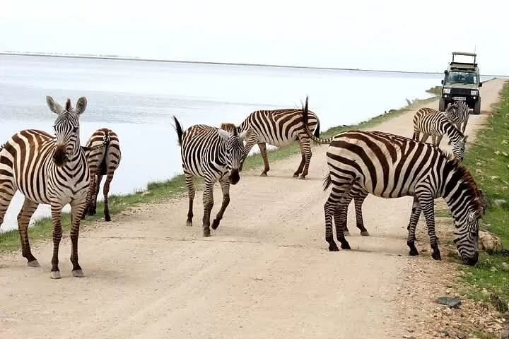 Private safari from Mombasa
