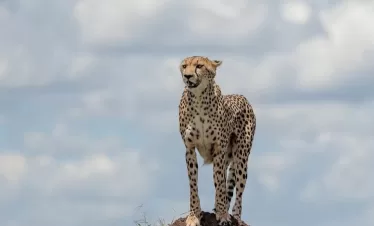 Amboseli safari with Kilimanjaro views