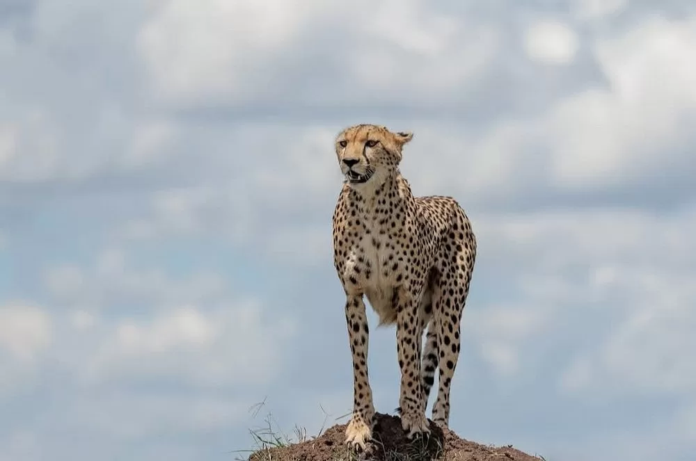 Amboseli safari with Kilimanjaro views