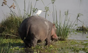 Family-friendly safari in Kenya