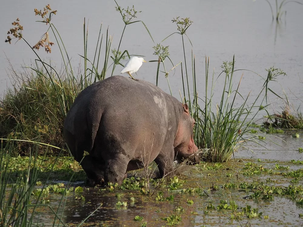Family-friendly safari in Kenya