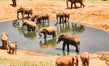 Book Tsavo East safari online