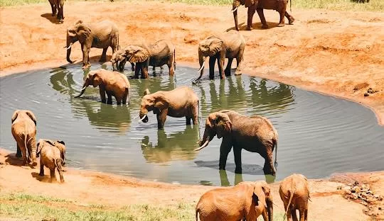 Book Tsavo East safari online