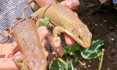 snake park near Diani Beach