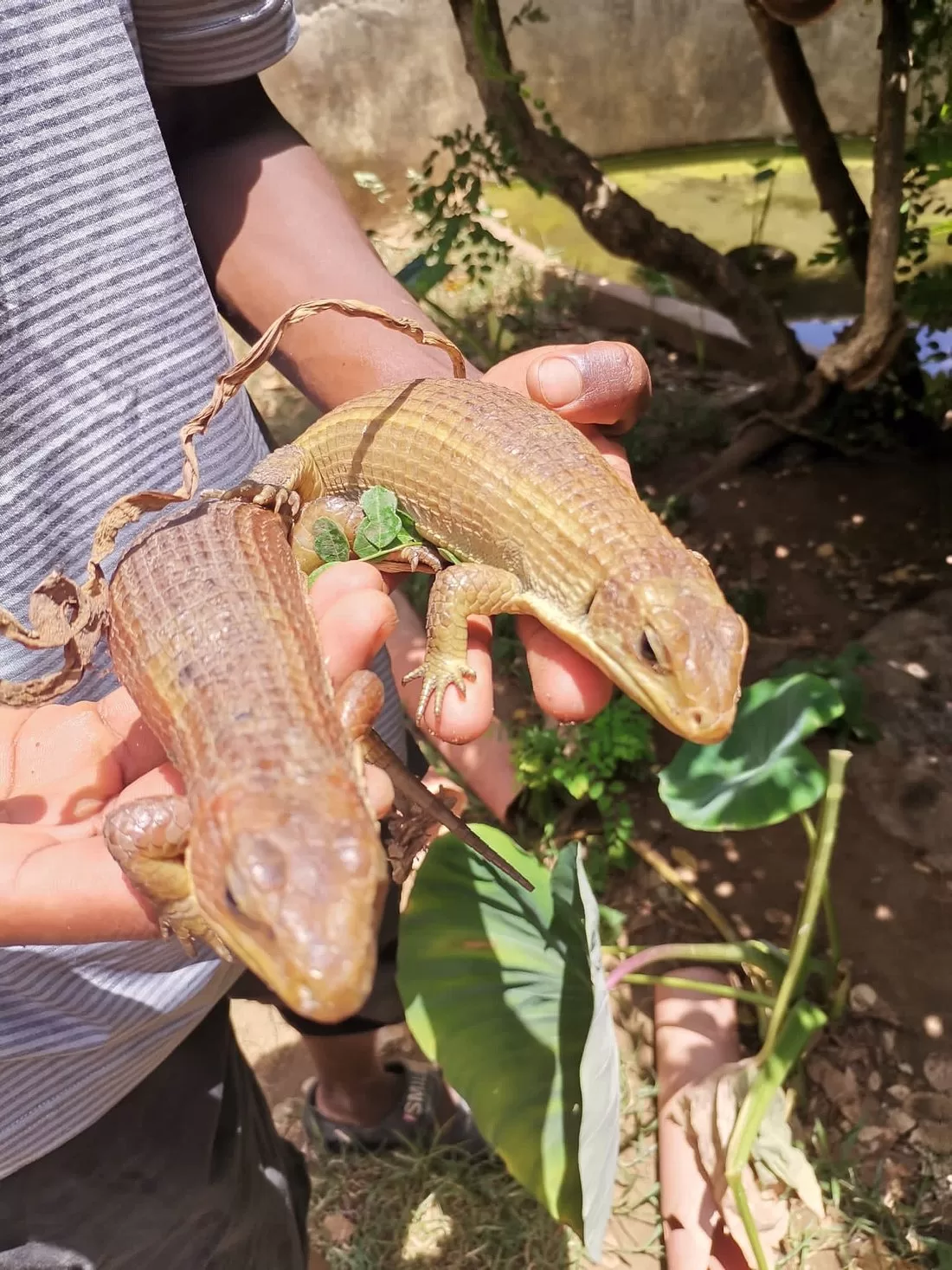 snake park near Diani Beach