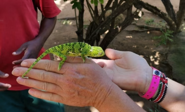 Diani Snake Park Tour