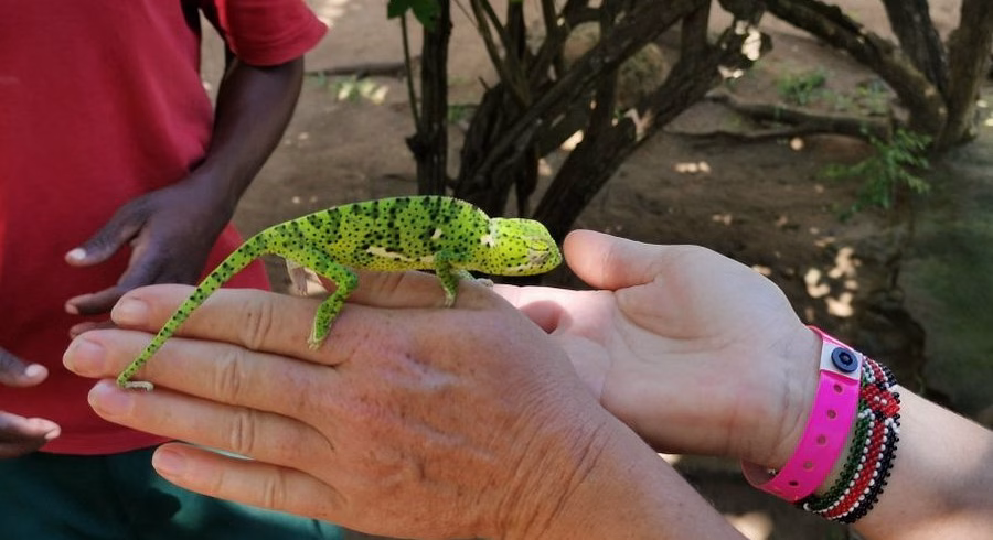 Diani Snake Park Tour