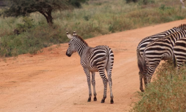 2 Days Tsavo east Safari from Diani Beach, Mombasa stay at Ashnil Aruba Lodge