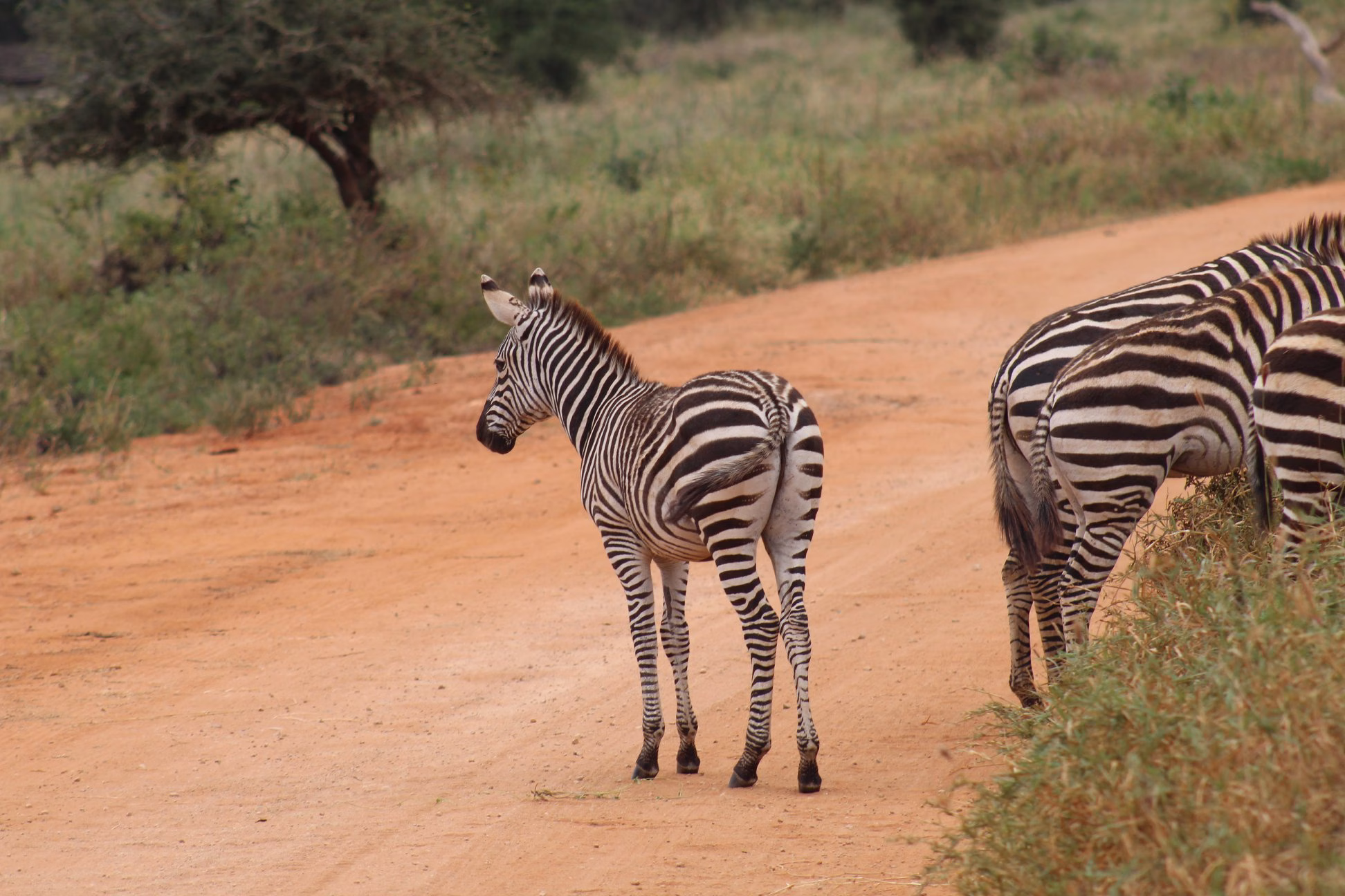 2 Days Tsavo east Safari from Diani Beach, Mombasa stay at Ashnil Aruba Lodge