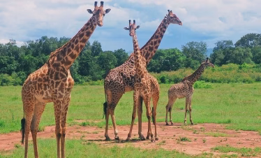 Giraffes walking across the plains of Tsavo East at sunrise during a Kenya safari