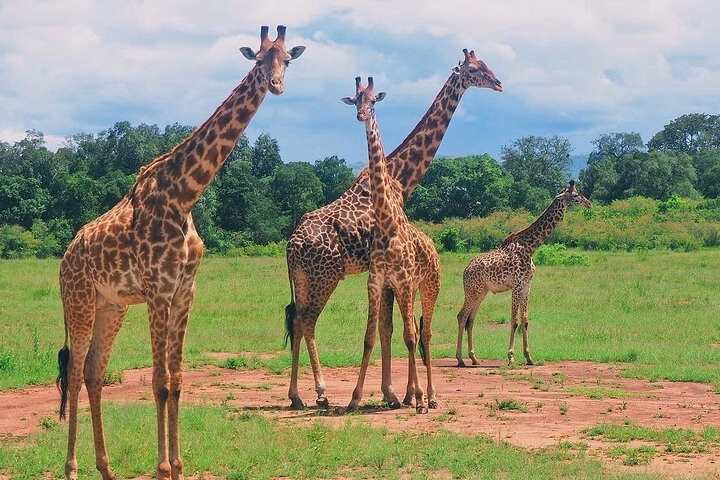Giraffes walking across the plains of Tsavo East at sunrise during a Kenya safari