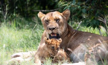 Lion resting in the savannah during a Tsavo East game drive with Wity Tours