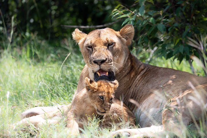 Lion resting in the savannah during a Tsavo East game drive with Wity Tours