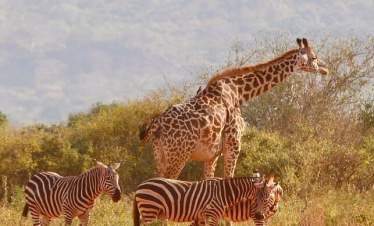 Guests enjoying a safari drive from Diani Beach to Tsavo East