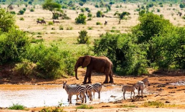 Wildlife at a waterhole in Tsavo East National Park viewed during a safari tour from Mombasa