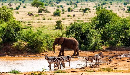 Wildlife at a waterhole in Tsavo East National Park viewed during a safari tour from Mombasa