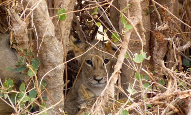 Lions resting under acacia trees in Tsavo East, Kenya